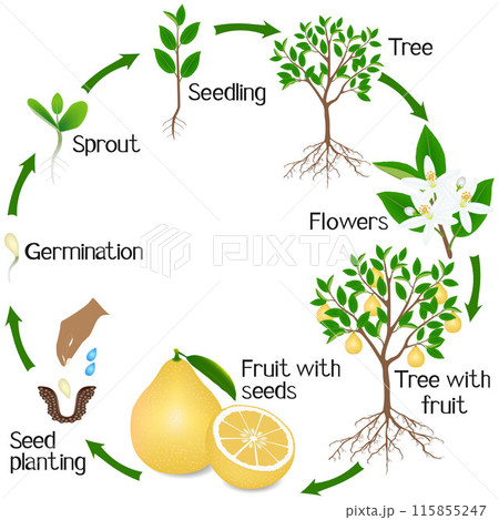 A growth cycle of a pomelo tree on a white background. 115855247