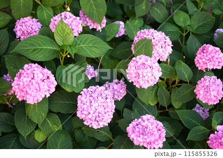 ピンク色のあじさいの花 115855326
