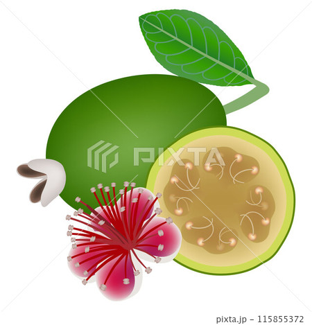 Feijoa fruit with flower and leaf on a white background. 115855372