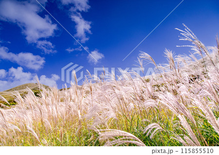塩塚高原のススキ 115855510