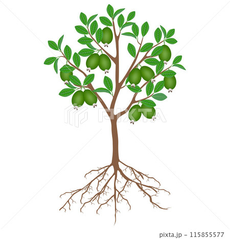 Feijoa tree with fruits and roots on a white background. Feijoa tree with fruits and roots on a white background. 115855577