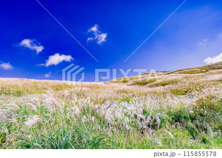 塩塚高原のススキ 115855578