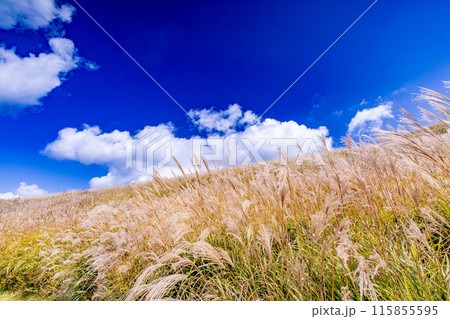 塩塚高原のススキ 115855595