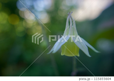 「しづのをだまき」、密やかに咲くキバナノ・ヤマオダマキの花言葉は「協調性」「遠くから見守ってます」 115855604