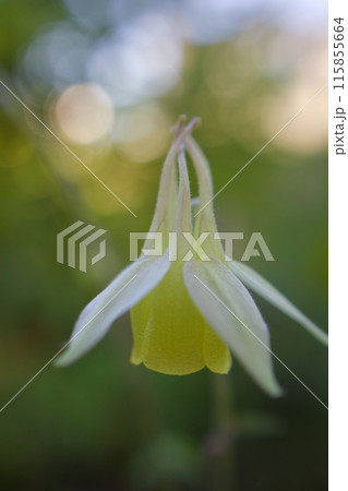 「しづのをだまき」、密やかに咲くキバナノ・ヤマオダマキの花言葉は「協調性」「遠くから見守ってます」 115855664