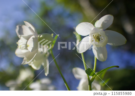 ミヤマオダマキ（深山苧環）の花言葉は「温和」「あの人が気がかり」そして「努力の勝利」。穏やかな強さ。 115855980