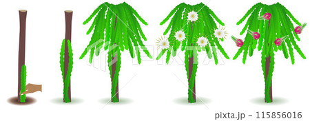 Cycle of growth of a pitahaya plant on a white background. 115856016