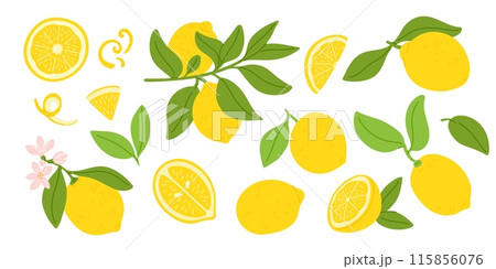 Cartoon lemons. Exotic sour juicy fruit. Yellow citrus. Citric whole and slices. Fragrant zest. Natural twigs with leaves and flowers. Citron branches. Tropical plant. Garish vector set 115856076