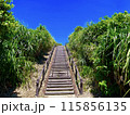 ヤシの茂みと階段 115856135