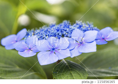 アジサイ 紫陽花 アジサイ 紫陽花 115856165