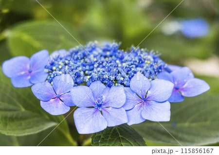アジサイ　紫陽花 115856167