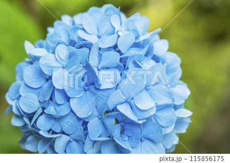 アジサイ　紫陽花 115856175