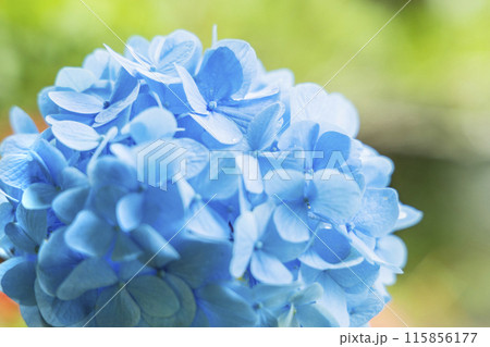 アジサイ　紫陽花 115856177