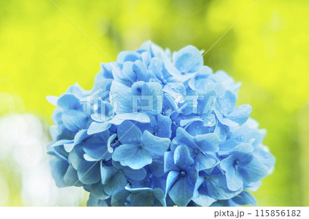 アジサイ　紫陽花 115856182