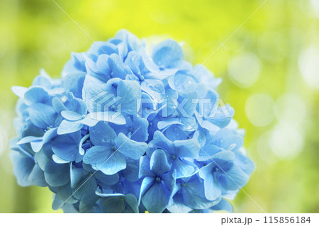 アジサイ 紫陽花 アジサイ 紫陽花 115856184