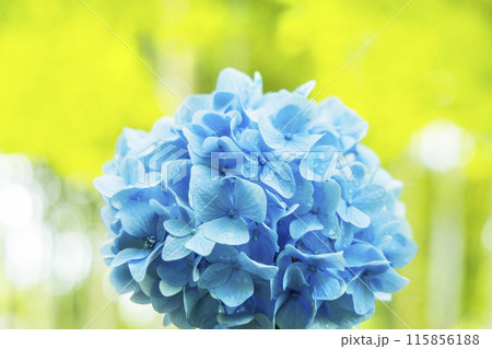 アジサイ 紫陽花 アジサイ 紫陽花 115856188