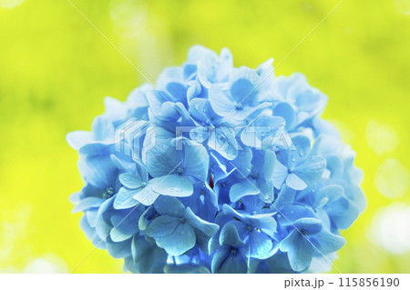アジサイ　紫陽花 115856190