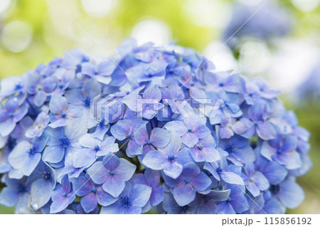 アジサイ 紫陽花 アジサイ 紫陽花 115856192