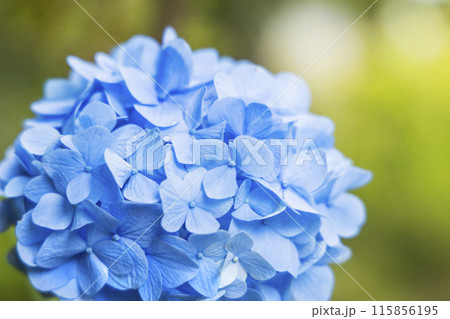 アジサイ　紫陽花 115856195