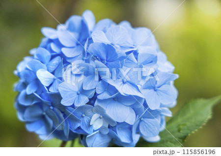 アジサイ　紫陽花 115856196