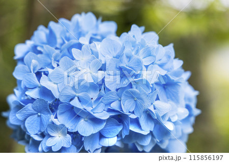 アジサイ　紫陽花 115856197