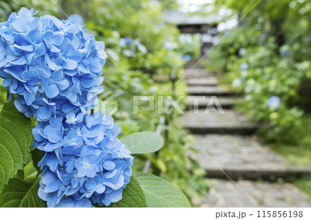 アジサイ　紫陽花 115856198
