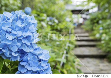 アジサイ　紫陽花 115856199