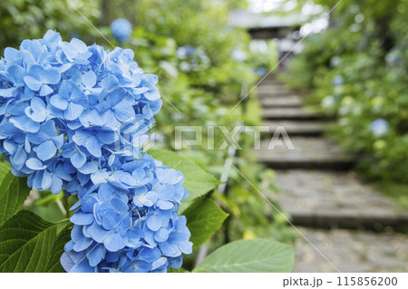 アジサイ 紫陽花 アジサイ 紫陽花 115856200