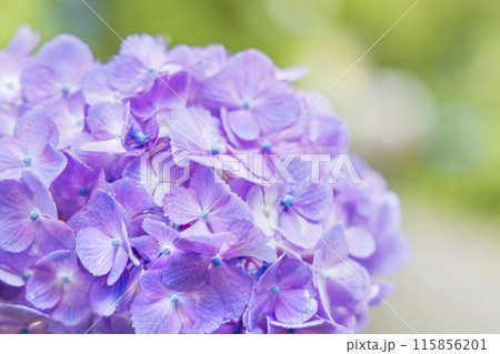 アジサイ 紫陽花 アジサイ 紫陽花 115856201