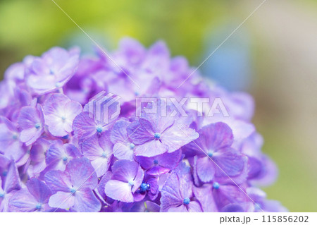 アジサイ　紫陽花 115856202