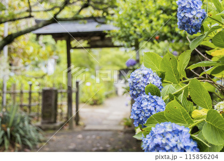 アジサイ　紫陽花 115856204