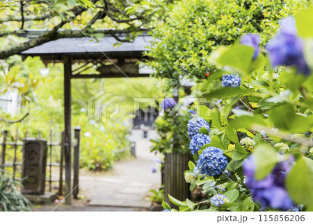 アジサイ　紫陽花 115856206