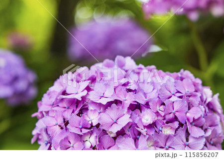 アジサイ　紫陽花 115856207