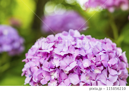 アジサイ　紫陽花 115856210