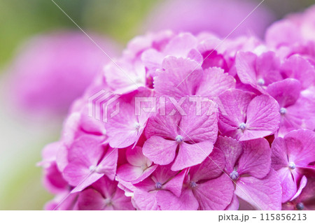 アジサイ　紫陽花 115856213