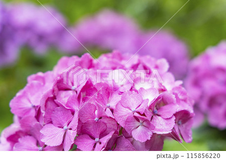 アジサイ　紫陽花 115856220