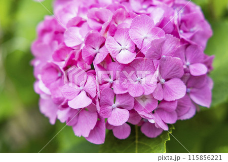 アジサイ　紫陽花 115856221
