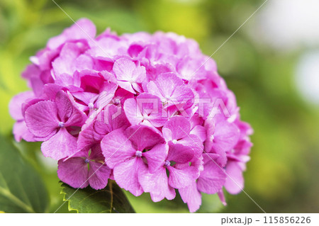 アジサイ　紫陽花 115856226