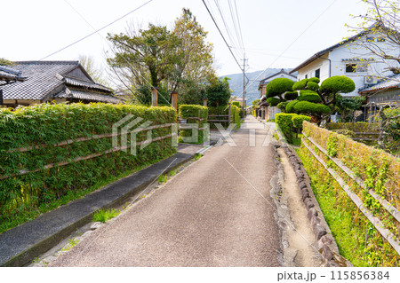 【重要伝統的建造物群保存地区】土居廓中 土用竹の生垣の街並み1 高知県安芸市 【重要伝統的建造物群保存地区】土居廓中 土用竹の生垣の街並み1 高知県安芸市 115856384