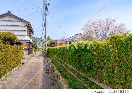 【重要伝統的建造物群保存地区】土居廓中 土用竹とウバメガシの生垣の街並み 高知県安芸市 【重要伝統的建造物群保存地区】土居廓中 土用竹とウバメガシの生垣の街並み 高知県安芸市 115856386