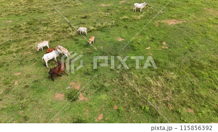Agricultural Fileds aerial view Thailand countryside Agricultural Fileds aerial view Thailand countryside 115856392