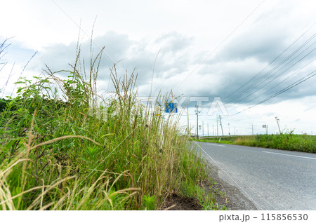 道路わきに生えた雑草 115856530