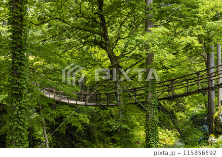 福井のかずら橋 福井のかずら橋 115856592
