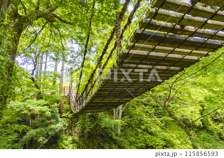 福井のかずら橋 福井のかずら橋 115856593