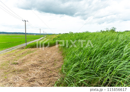 堤防の法面に生えた雑草 115856617