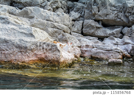 A cat alone on a rocky island in Lake Skadar 115856768