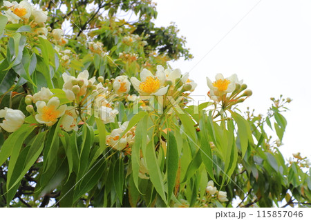 イジュ 白色の花  曇り空 イジュ 白色の花  曇り空 115857046