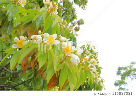 イジュ 白色の花 曇り空 イジュ 白色の花 曇り空 115857051