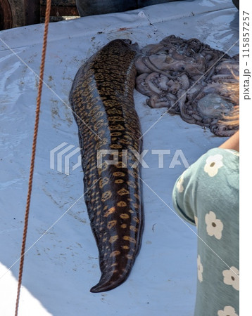 A big moray eel for sell at the fish market of Essaouira in Morocco A big moray eel for sell at the fish market of Essaouira in Morocco 115857257