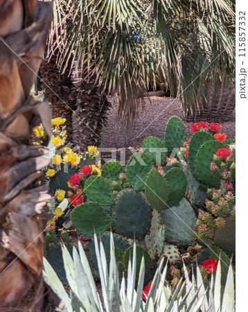 Beautfiul closeup of a Opuntia Aciculata cactus in a park in Marrakech Beautfiul closeup of a Opuntia Aciculata cactus in a park in Marrakech 115857332